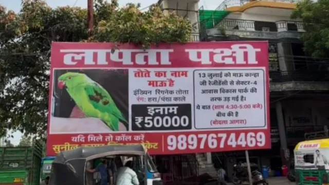 आगरा में प्यारे पालतू तोते ‘मऊ’ के गायब होने पर मालिक ने ₹50,000 का इनाम घोषित किया