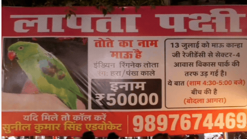आगरा में प्यारे पालतू तोते ‘मऊ’ के गायब होने पर मालिक ने घोषित किया ₹50,000 का इनाम